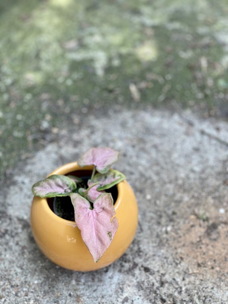 Zdjęcie rośliny Syngonium Pink Spot, ujęcie 3