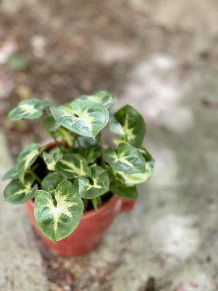 Zdjęcie rośliny Syngonium Pixie (Zroślicha), ujęcie 1