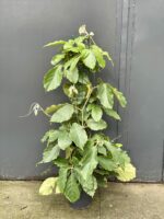 Zdjęcie rośliny Tetrastigma voinierianum, ujęcie 1