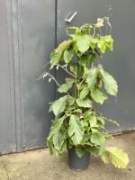Zdjęcie rośliny Tetrastigma voinierianum, ujęcie 2