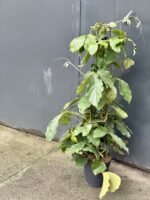 Zdjęcie rośliny Tetrastigma voinierianum, ujęcie 3