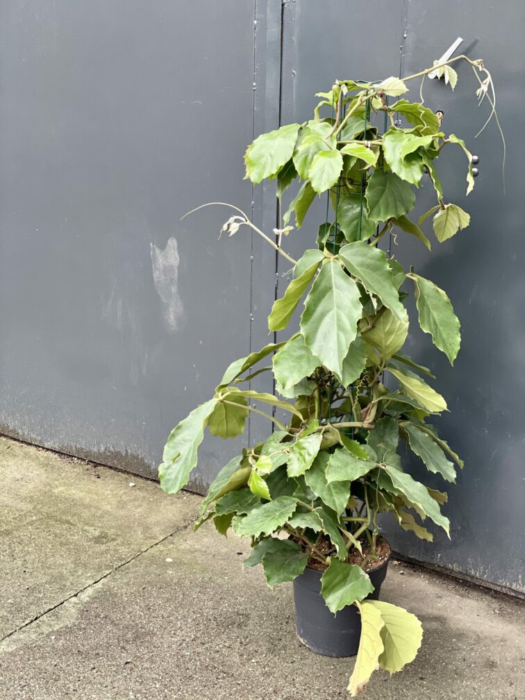 Zdjęcie rośliny Tetrastigma voinierianum, ujęcie 3