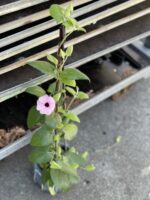 Zdjęcie rośliny Thunbergia alata Rosa, ujęcie 1