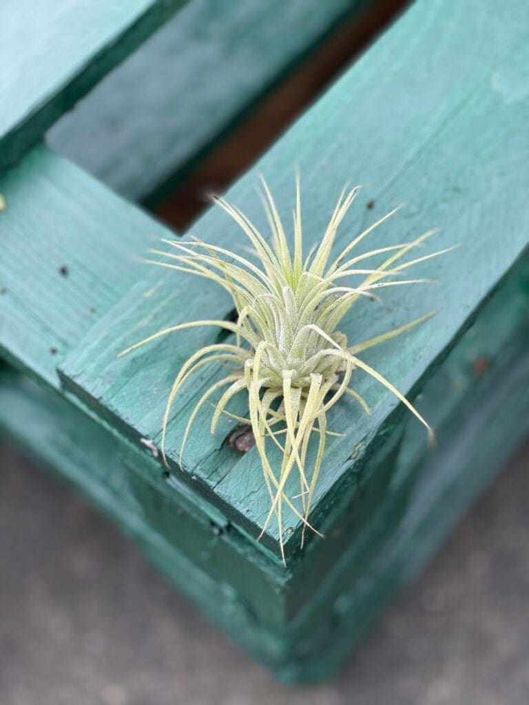 Tillandsia Ionantha (Oplątwa) - Jungle Boogie