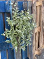 Zdjęcie rośliny Tradescantia albiflora albovittata, ujęcie 1