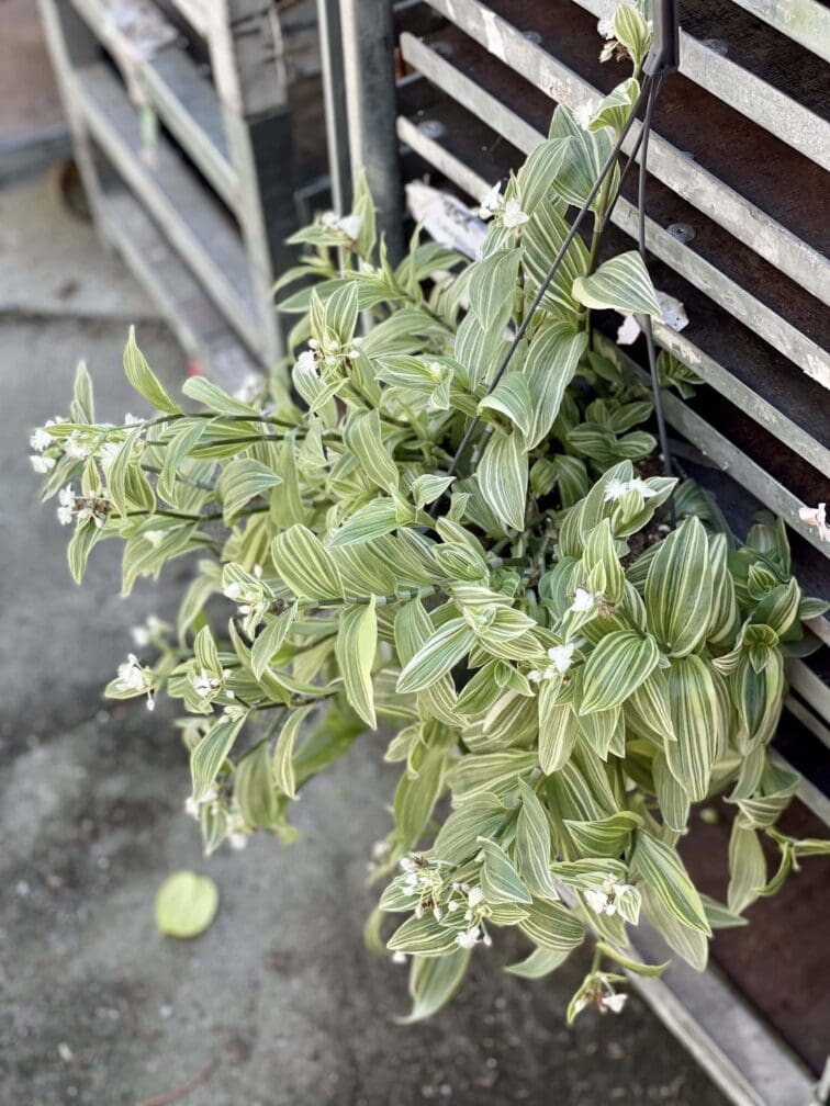 Zdjęcie rośliny Tradescantia albiflora albovittata, ujęcie 3