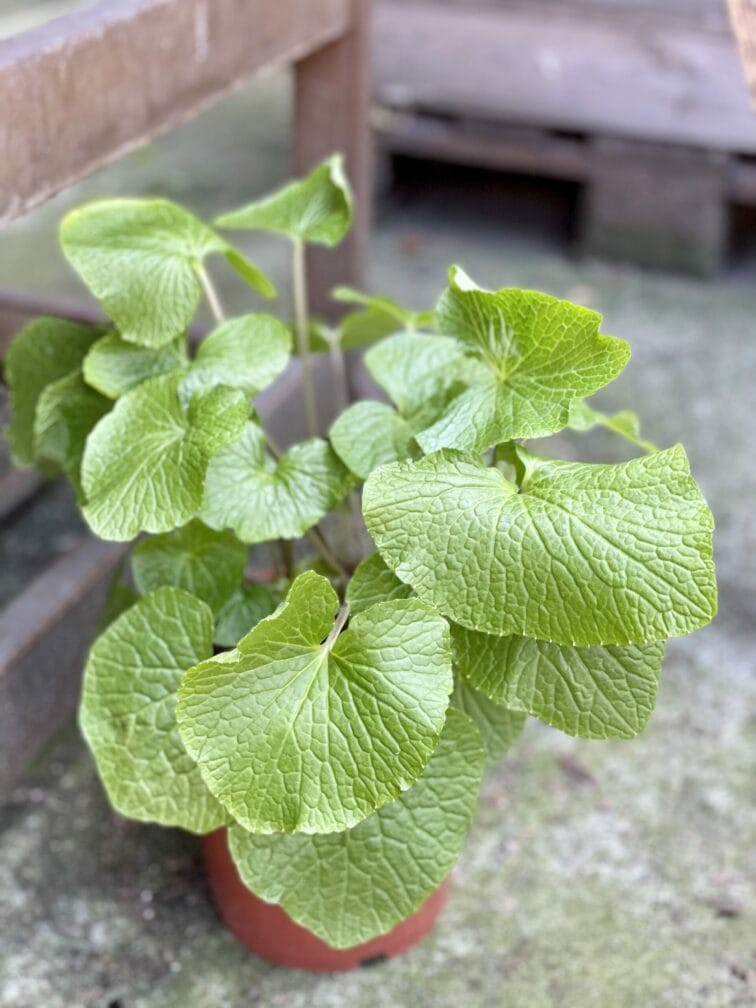 Zdjęcie rośliny Wasabi japonica (Chrzan japoński), ujęcie 3