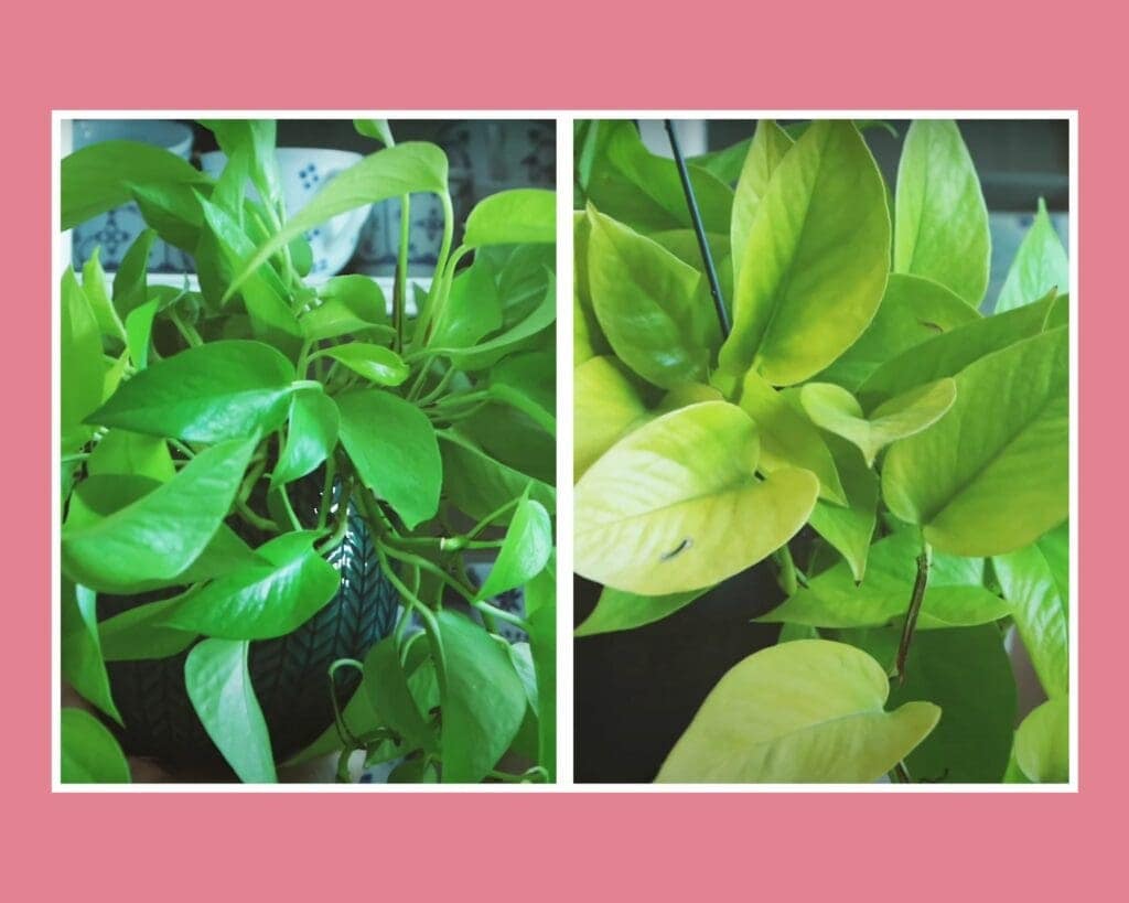 Epipremnum Golden Pothos