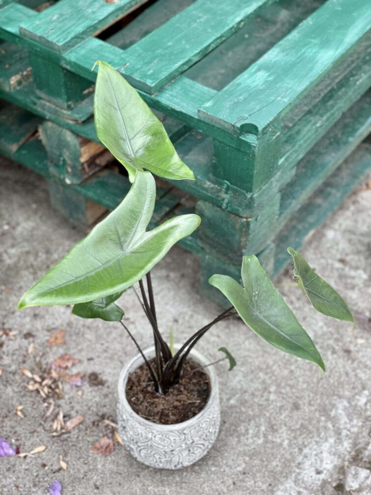 Zdjęcie rośliny Alocasia Black Zebrina, ujęcie 1