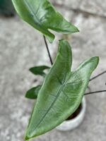 Zdjęcie rośliny Alocasia Black Zebrina, ujęcie 2
