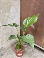 Zdjęcie rośliny Alocasia cucullata, ujęcie 3