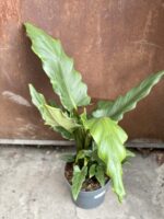 Zdjęcie rośliny Alocasia Green Lauterbachiana, ujęcie 1