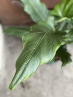 Zdjęcie rośliny Alocasia Green Lauterbachiana, ujęcie 2