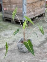 Zdjęcie rośliny Alocasia Sarian, ujęcie 2