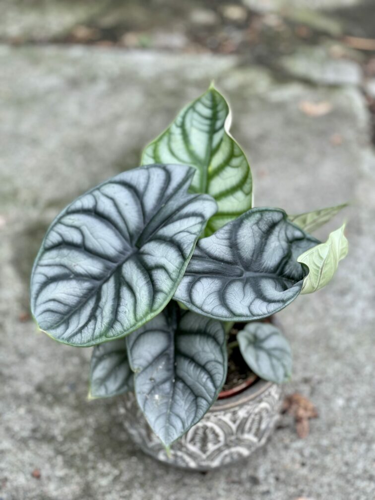 Zdjęcie rośliny Alocasia Silver Dragon, ujęcie 2