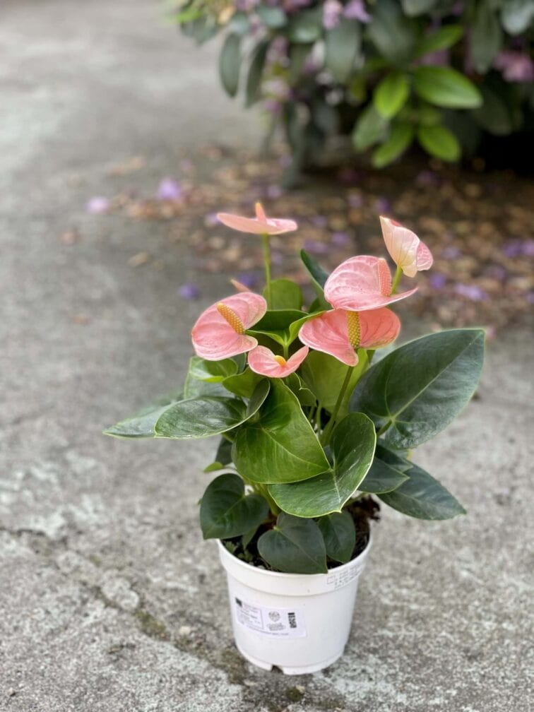 Zdjęcie rośliny Anthurium Champion Spirit, ujęcie 2