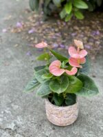 Zdjęcie rośliny Anthurium Champion Spirit, ujęcie 3