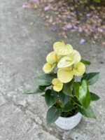 Zdjęcie rośliny Anthurium Champion Vanilla, ujęcie 1