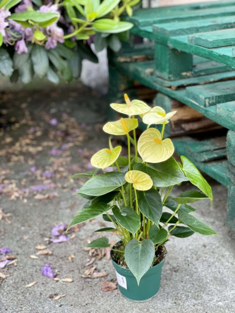 Zdjęcie rośliny Anthurium Champion Vanilla, ujęcie 3
