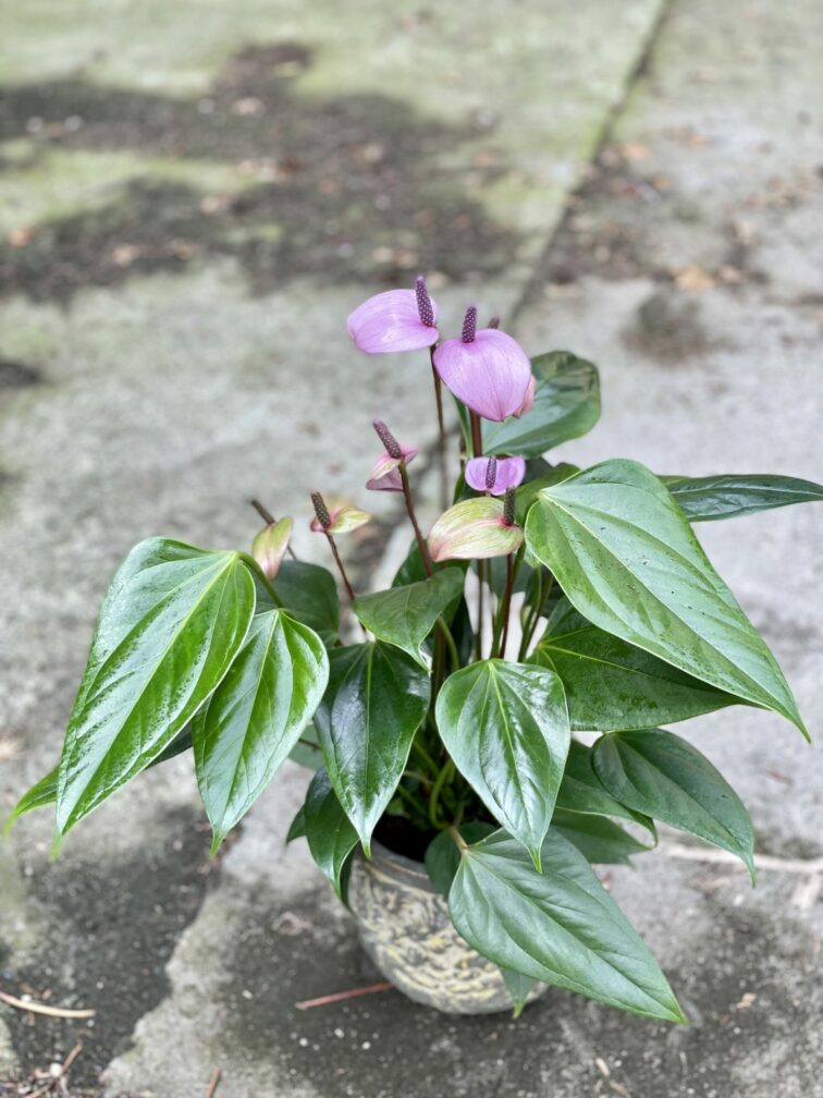 Zdjęcie rośliny Anthurium Purple Fiorino, ujęcie 1