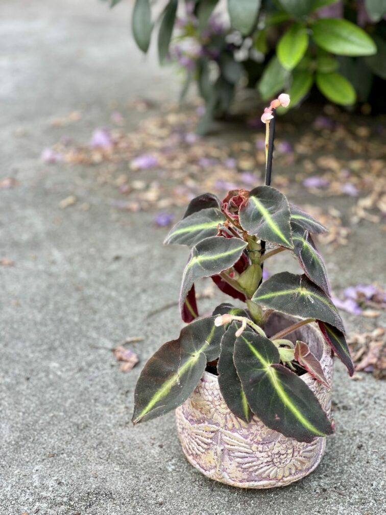 Zdjęcie rośliny Begonia listada, ujęcie 1
