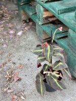 Zdjęcie rośliny Begonia listada, ujęcie 3