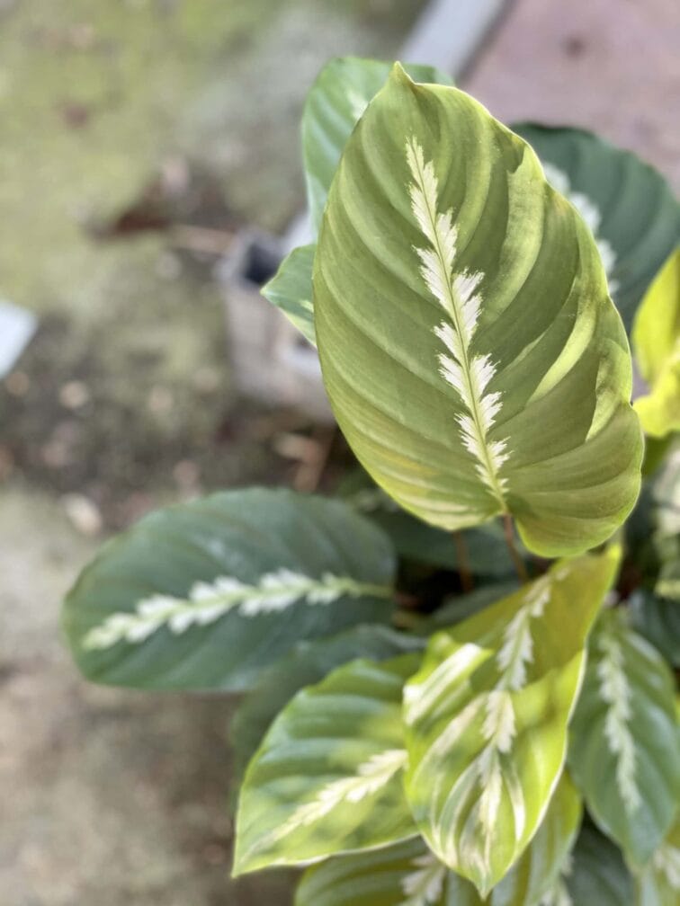 Zdjęcie rośliny Calathea Maui Queen, ujęcie 2