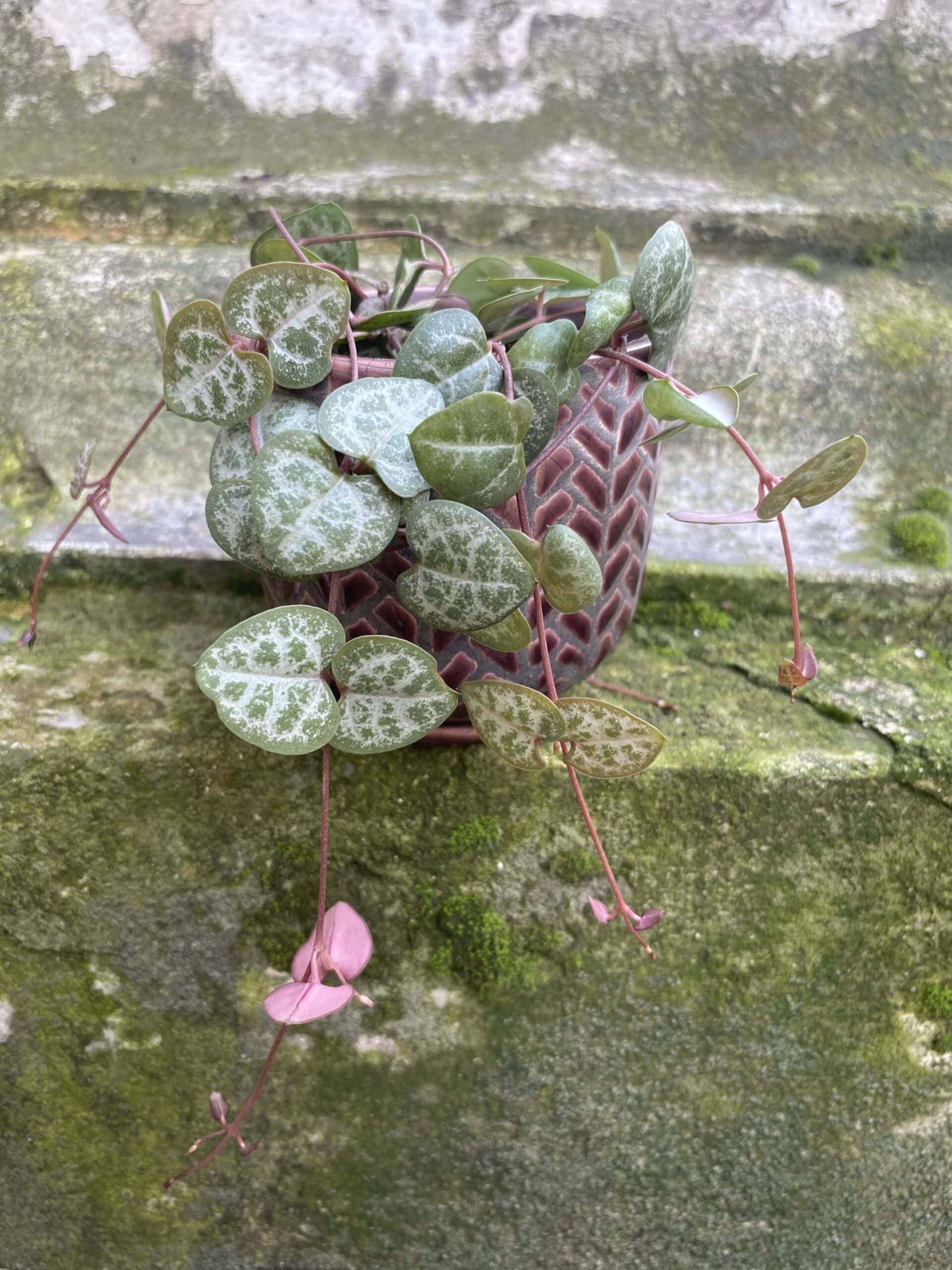 Ceropegia woodii uprawa