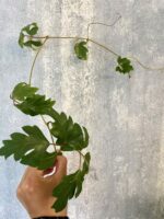 Zdjęcie rośliny Cissus rhombifolia - sadzonka szczytowa, ujęcie 1