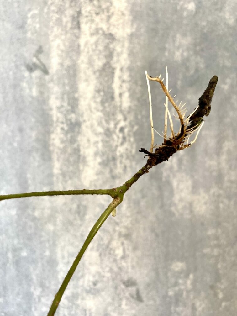 Zdjęcie rośliny Cissus rhombifolia - sadzonka szczytowa, ujęcie 2