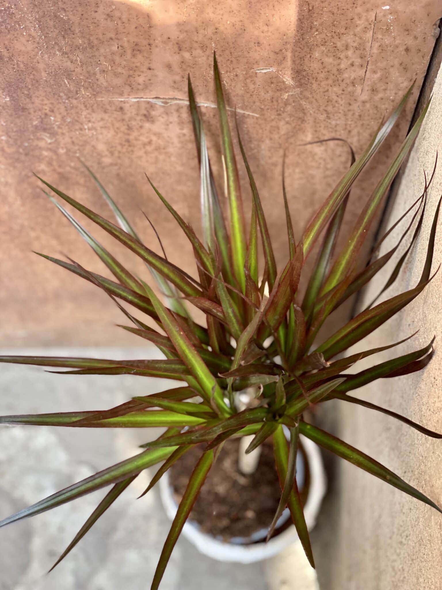 Dracaena marginata Magenta (Dracena) Jungle Boogie