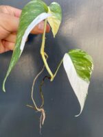 Zdjęcie rośliny Epipremnum pinnatum albo variegata - sadzonka szczytowa cięta, ujęcie 3