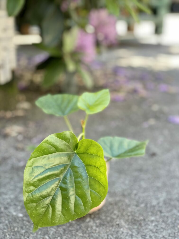 Zdjęcie rośliny Ficus Umbrelata, ujęcie 1