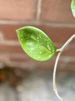 Zdjęcie rośliny Hoya carnosa Chelsea, ujęcie 3