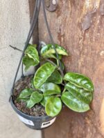 Zdjęcie rośliny Hoya Carnosa Krinkle, ujęcie 2