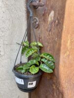 Zdjęcie rośliny Hoya Carnosa Krinkle, ujęcie 3