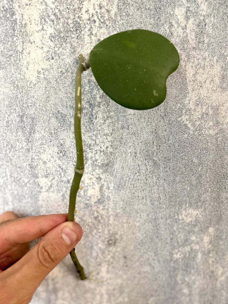 Zdjęcie rośliny Hoya kerri - sadzonka pędowa, ujęcie 1