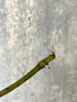 Zdjęcie rośliny Hoya kerri - sadzonka pędowa, ujęcie 2