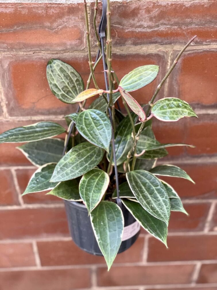 Zdjęcie rośliny Hoya macrophylla albomarginata, ujęcie 1
