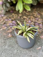 Zdjęcie rośliny Hoya wayetii (kentiana) variegata, ujęcie 1