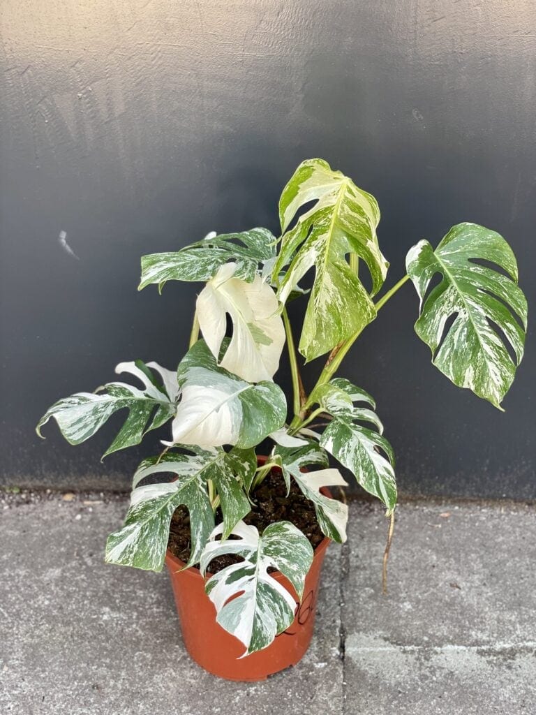 erde monstera Monstera Erde