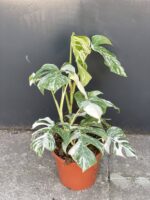 Zdjęcie rośliny Monstera deliciosa variegata, ujęcie 2