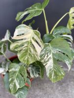 Zdjęcie rośliny Monstera deliciosa variegata, ujęcie 4