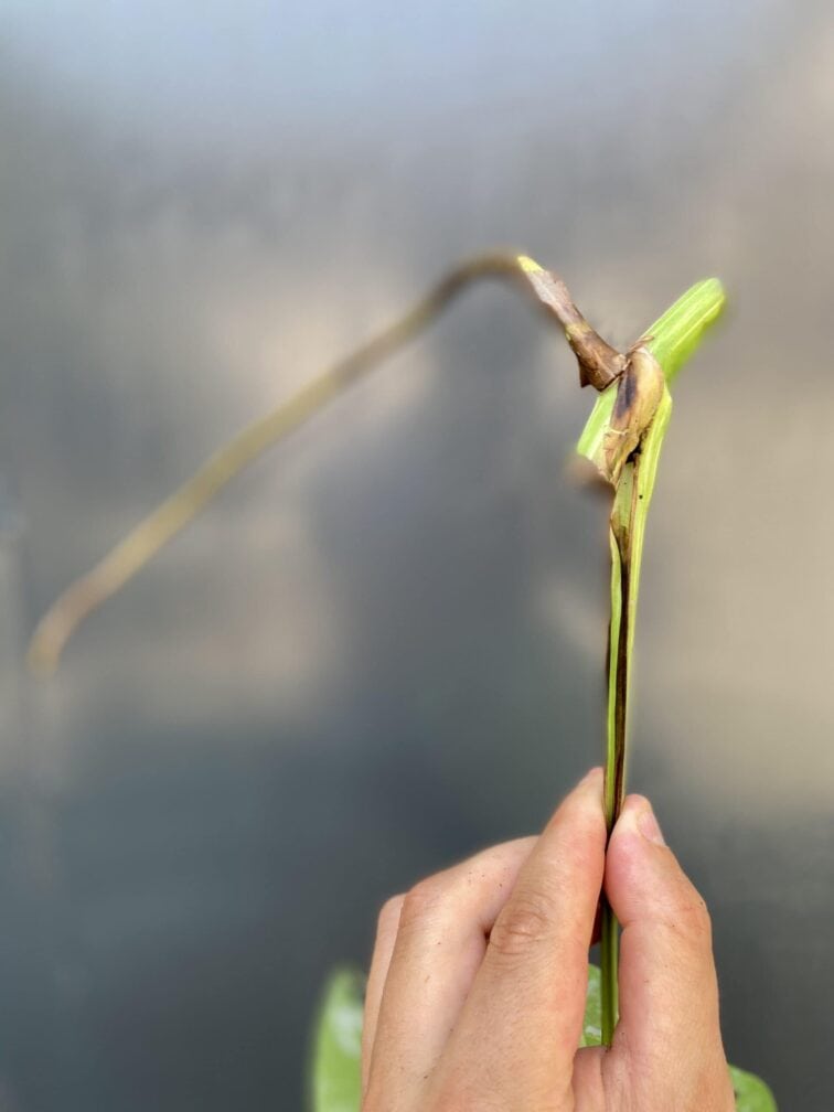 Zdjęcie rośliny Monstera variegata - sadzonka pędowa, ujęcie 3
