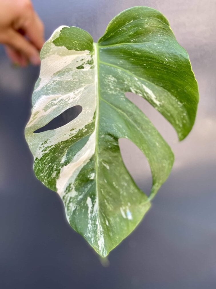 Zdjęcie rośliny Monstera variegata - sadzonka pędowa, ujęcie 1