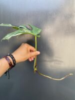 Zdjęcie rośliny Monstera variegata - sadzonka pędowa, ujęcie 2