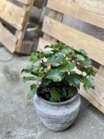 Zdjęcie doniczki lub oslonki: Oslonka Deathly Hallows 13x17 cm, ujęcie 2