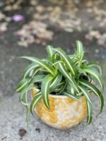 Zdjęcie doniczki lub oslonki: Oslonka-honey 12x13 cm, ujęcie 2