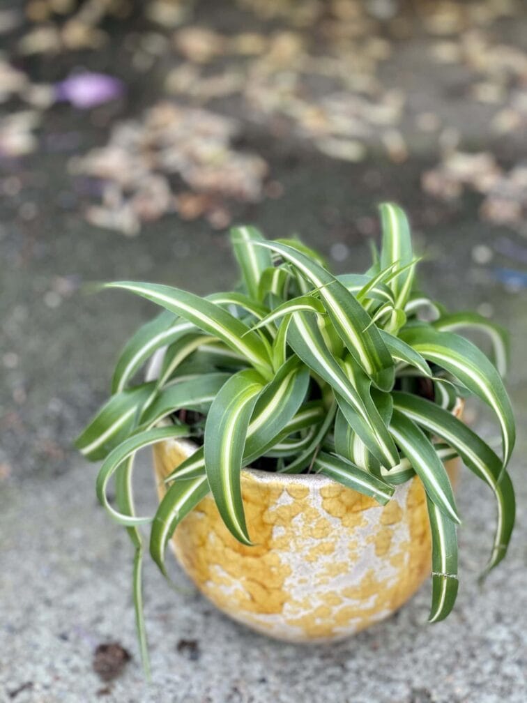 Zdjęcie doniczki lub oslonki: Oslonka-honey 12x13 cm, ujęcie 2