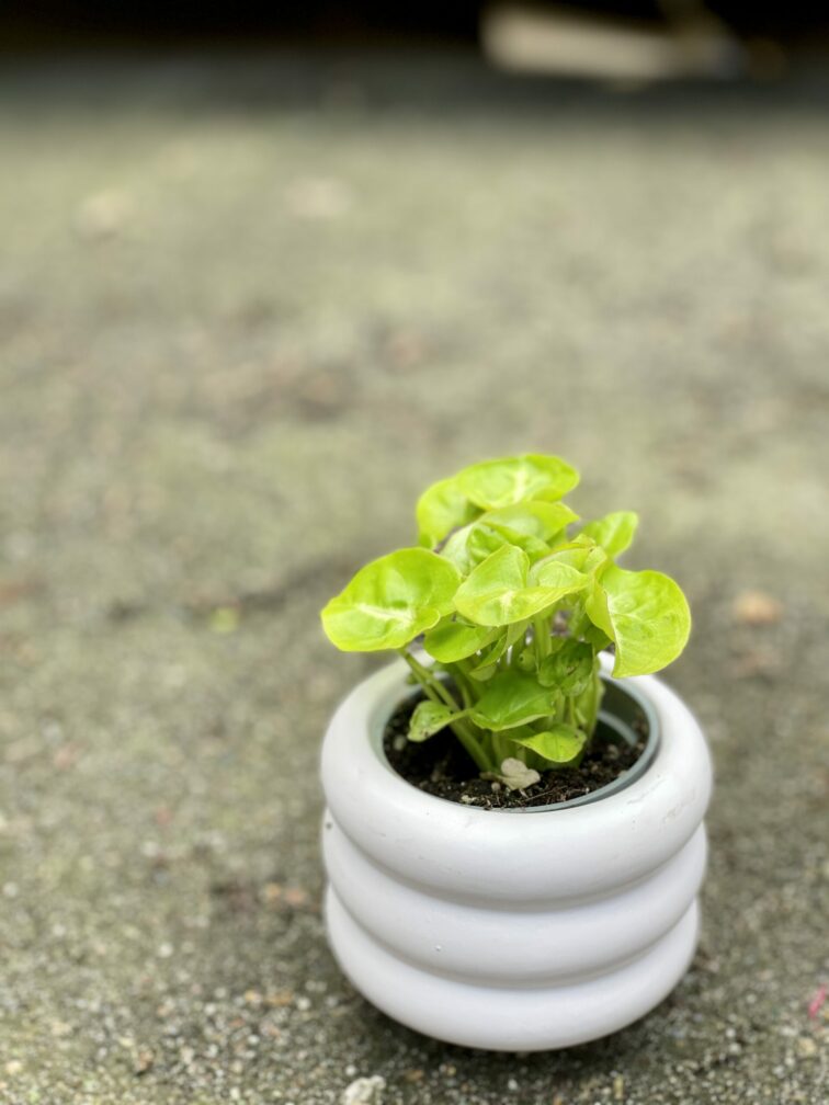 Zdjęcie doniczki lub oslonki: Oslonka-ponton-white-mini 6x7&nbsp;cm, ujęcie 2